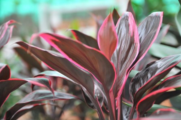 Cordyline Red Edge