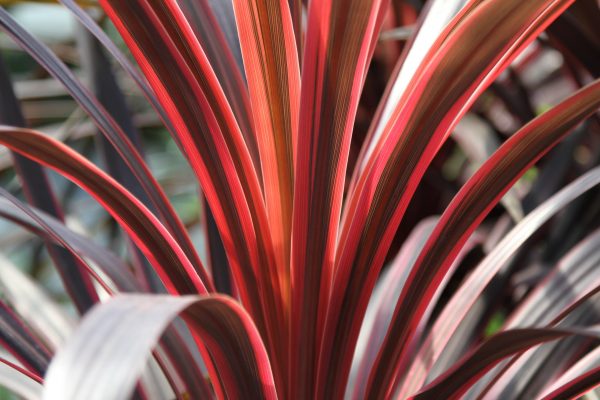 Cordyline RedStar