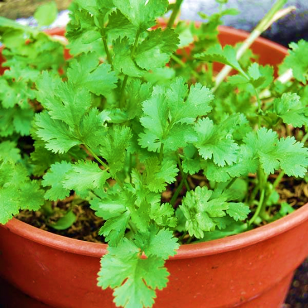 Coriander Pot Selection