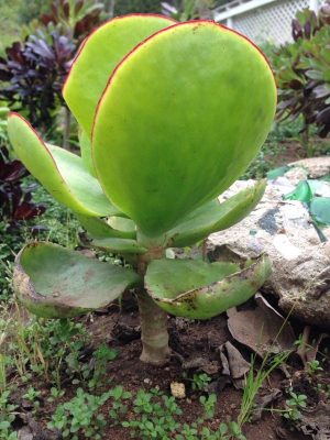 Cotyledon Macrantha