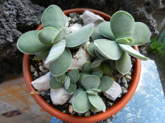 Crassula Dubia