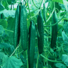 Cucumber Lebanese