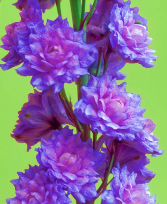Delphinium Blueberry Pie