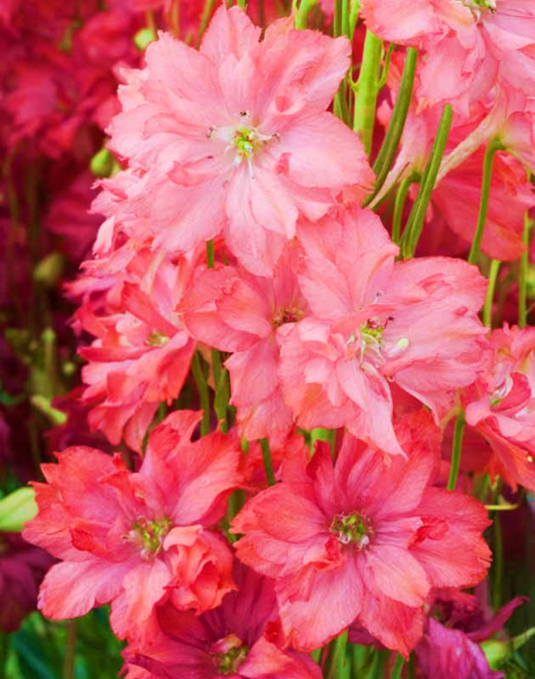 Delphinium Princess Red Caroline