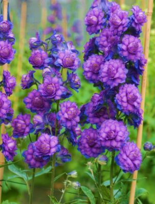 Delphinium Sweet Sensation