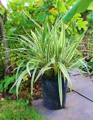 Dianella Lakeview Green