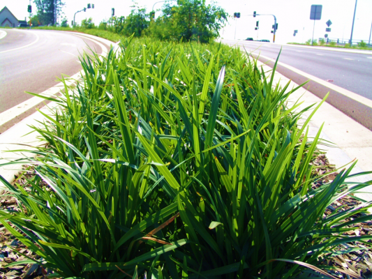 Dianella Mountain Breeze