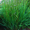 Dianella Seaspray
