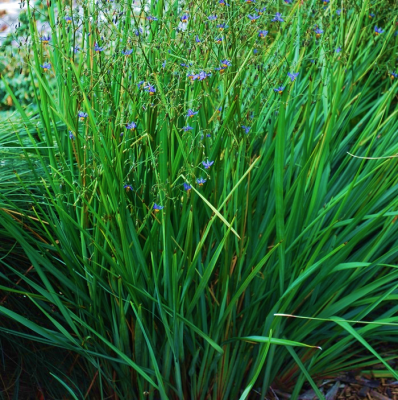 Dianella Seaspray