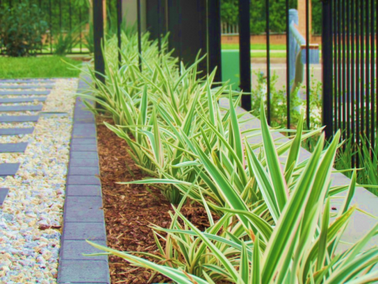Dianella Silver Streak