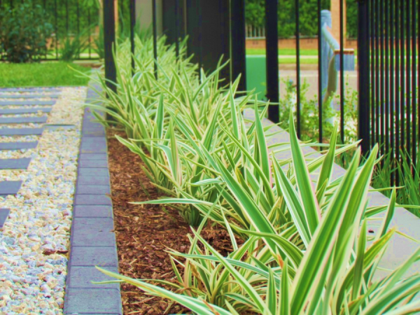 Dianella Silver Streak