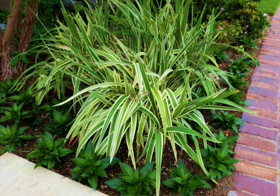 Dianella Variegated