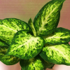 Dieffenbachia Amy