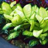 Dieffenbachia Mariana