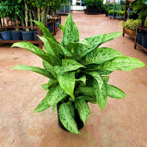 Dieffenbachia Memoria Corsii