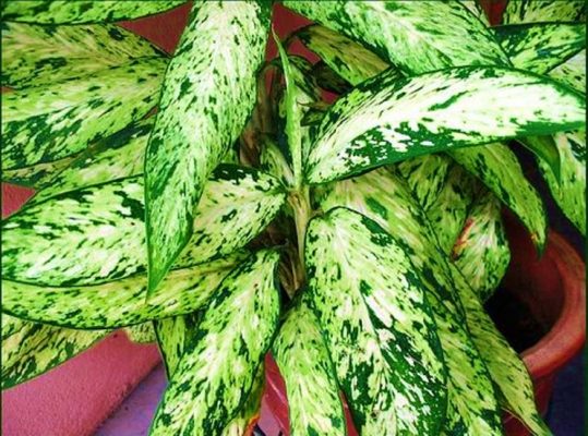 Dieffenbachia Starbright