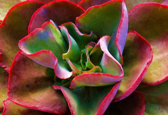 Echeveria Big Red