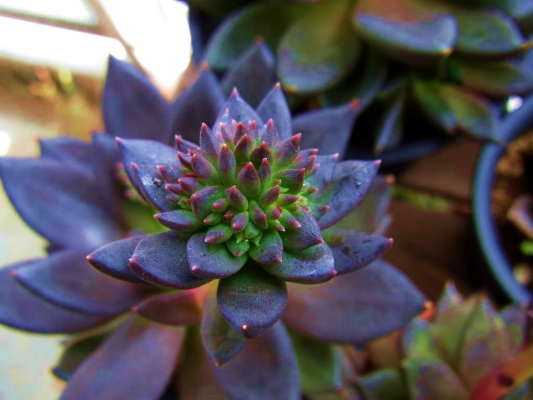 Echeveria Black Knight