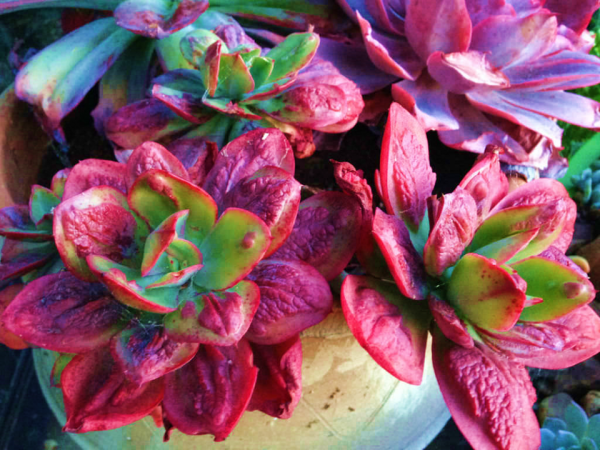Echeveria Baron Bold
