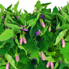 Eggplant Fairy Tales