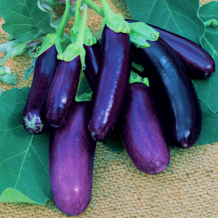 Eggplant Patio Baby Seed.