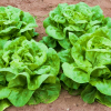 Lettuce Baby B Head Beaut Raw