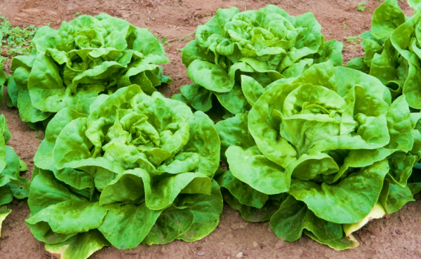Lettuce Baby B Head Beaut Raw