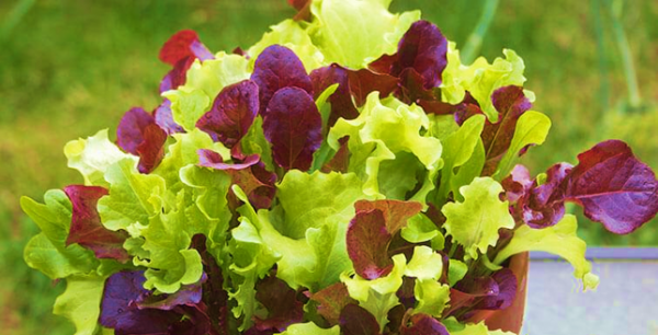 Lettuce Baby Head Red