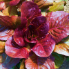 Lettuce Cos Red Raw