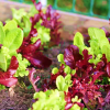 Lettuce Liv Col Mix
