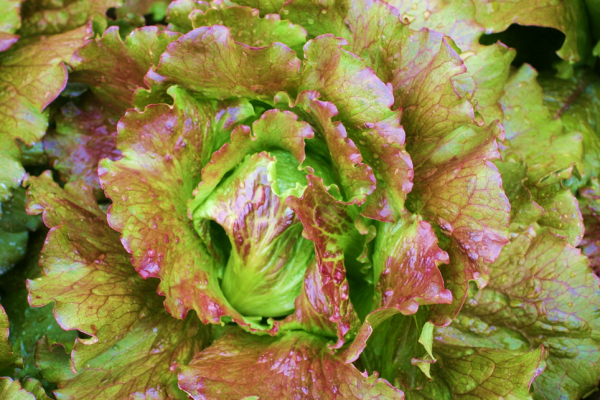 Lettuce Mignonette Red Raw