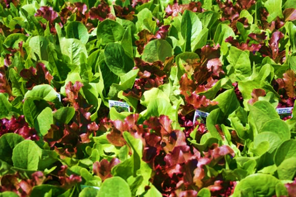 Lettuce Salad