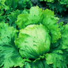 Lettuce Yatesdale GM 1