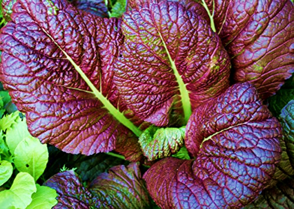 Mustard Red Giant