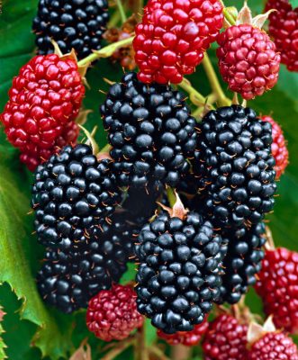 Blackberry Chester