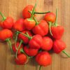 capsicum sweet cherry