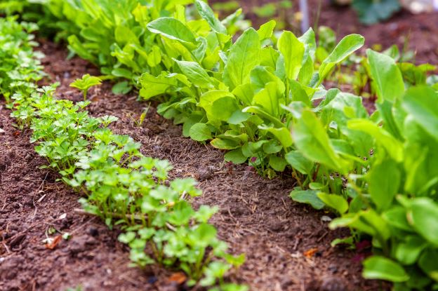 A Guide To Starting A Plant Allotment