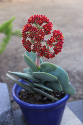 Crassula Falcata