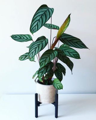 Ctenanthe Setosa