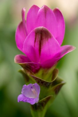 Curcuma Siam Shadow