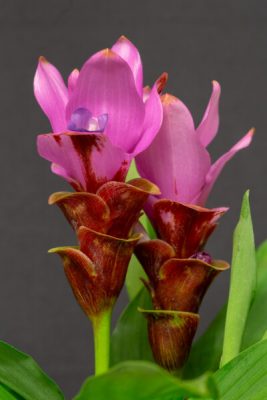 Curcuma Siam Swift