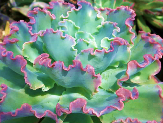 Echeveria Blue Curls