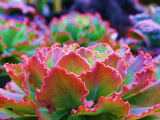 Echeveria Crinoline