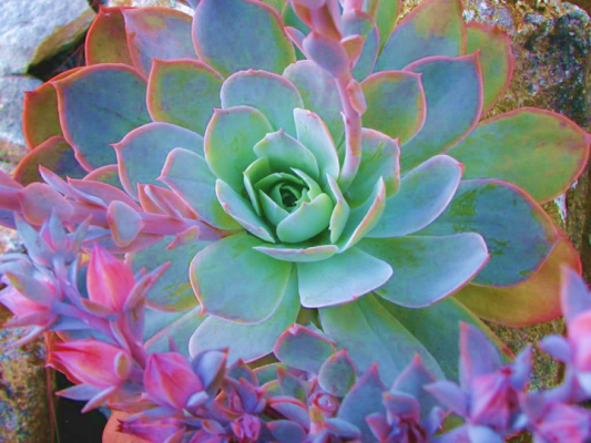 Echeveria Domingo