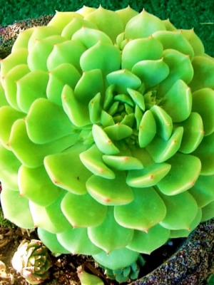 Echeveria Dondo