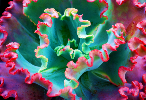 Echeveria Fire And Ice