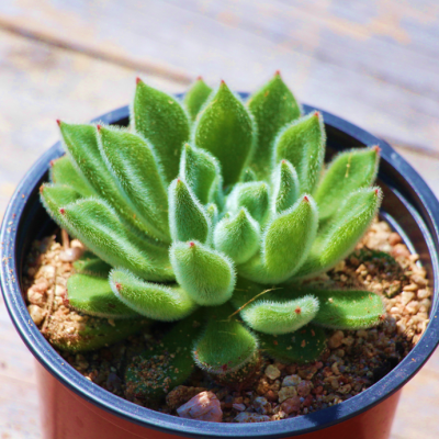 Echeveria Firecracker