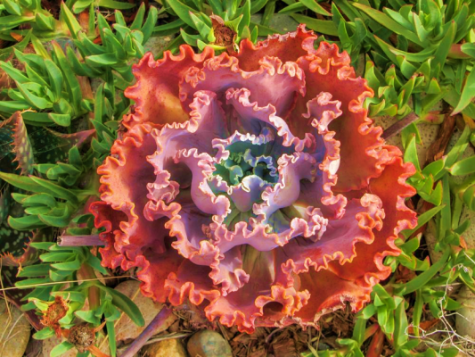 Echeveria Mauna Loa
