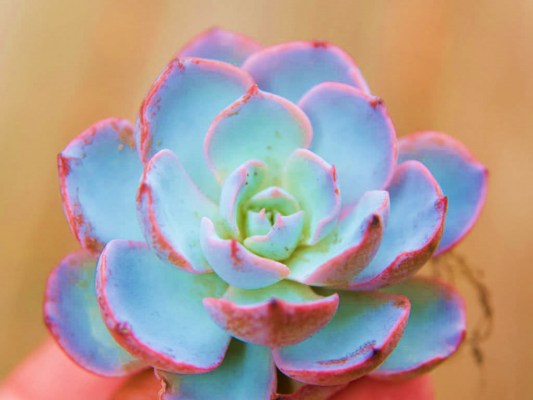 Echeveria Morning Beauty