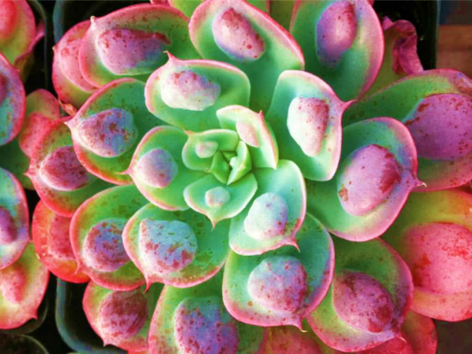 Echeveria Raindrops
